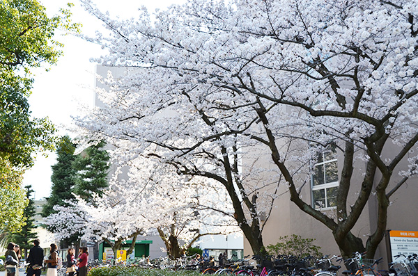 Campus Cherry Blossoms