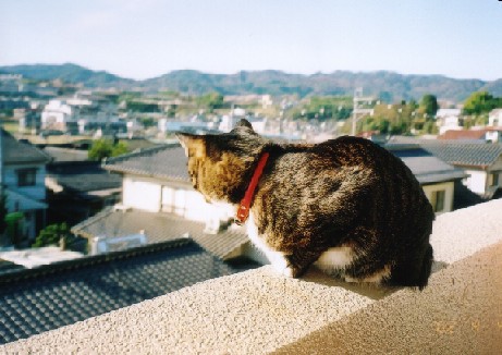 Tora the Cat